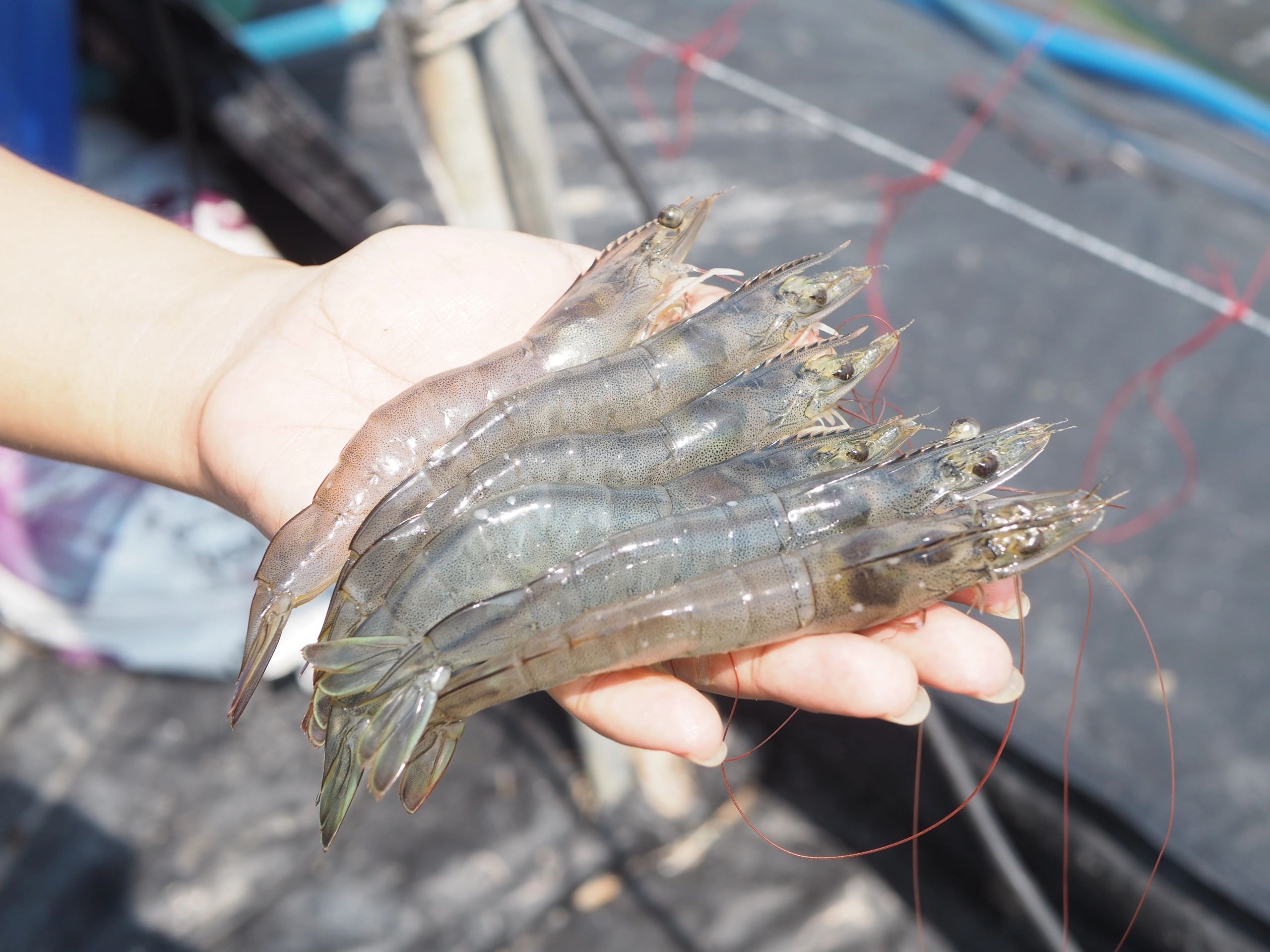 Mission Valley Shrimp Farm